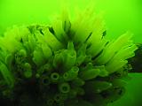 Coll NL 021